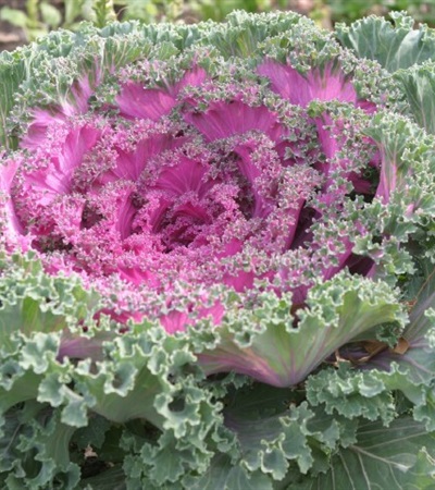 Kale Red Kamome